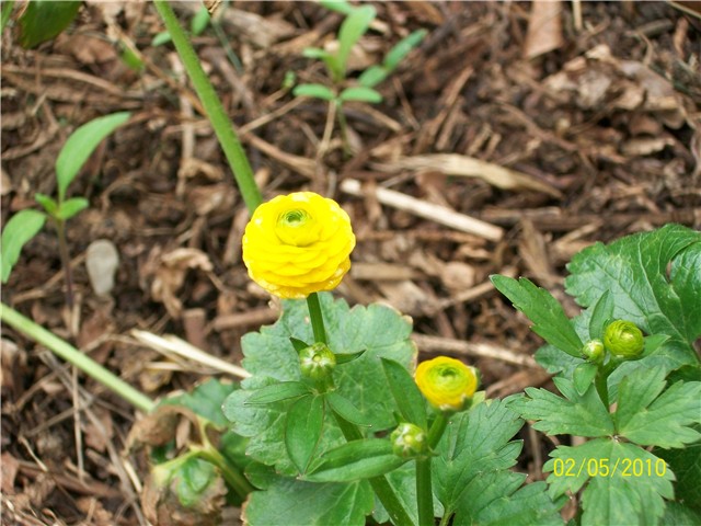 žabnjak, ranukula - lat. ranunculus